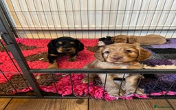Cocker Spaniel dogs for sale: Cocker spaniel puppies - Image 30