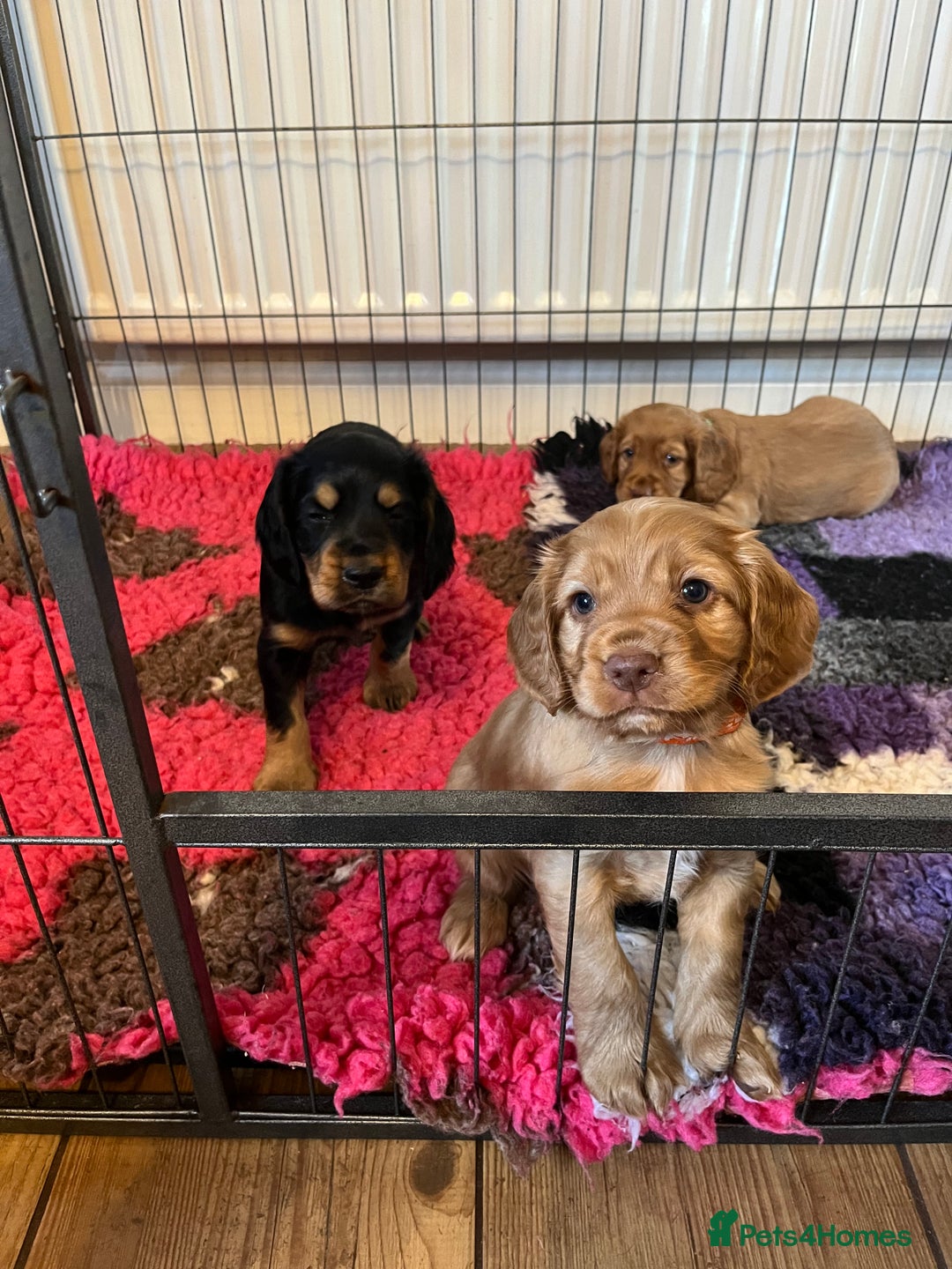 Cocker Spaniel dogs for sale: Cocker spaniel puppies - Image 30