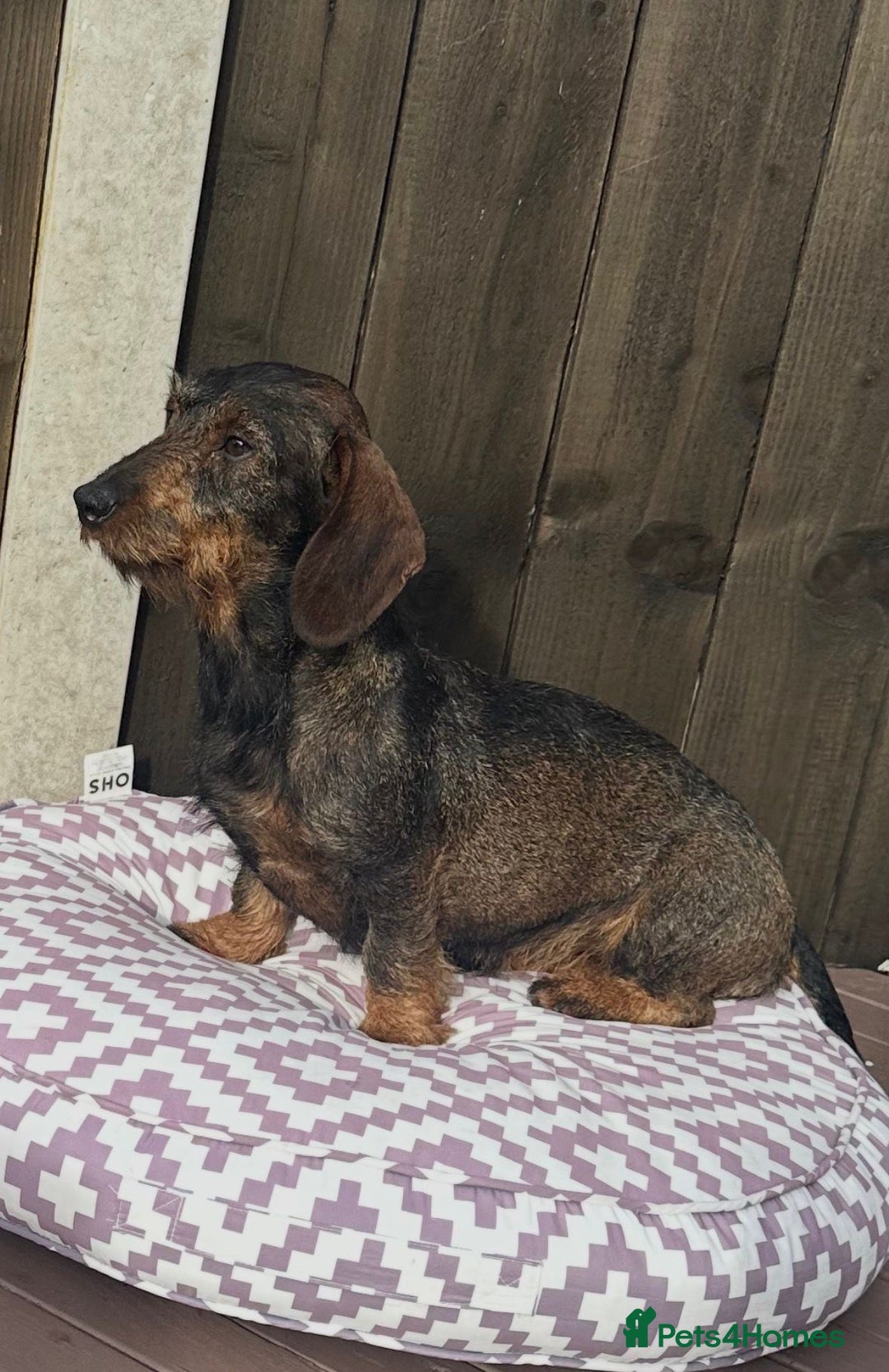 Dachshund dogs for sale: Wire haired daschund girl - Advert 2