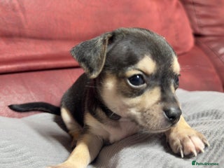 Chihuahua dogs - Advert 1