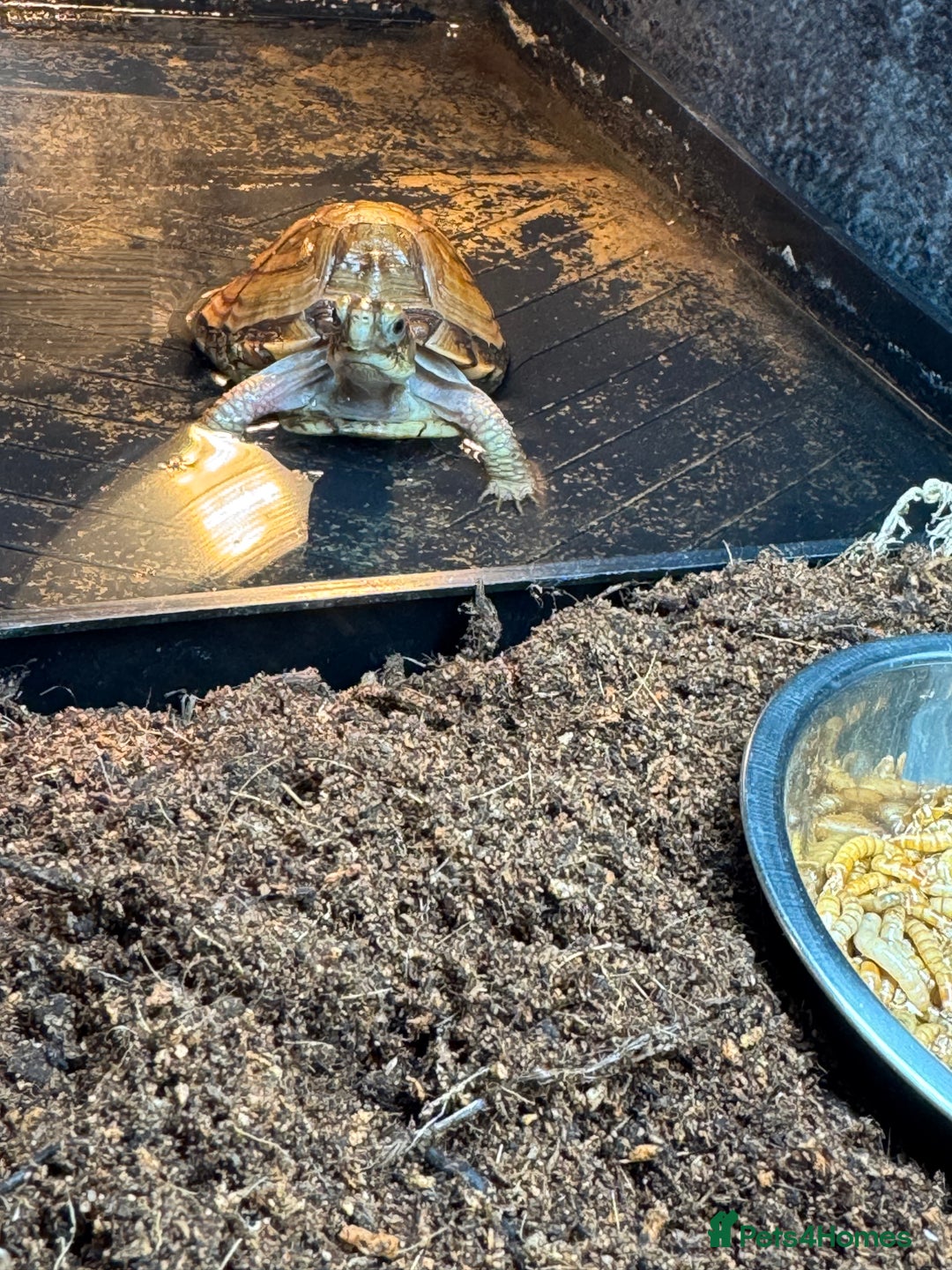 Turtle reptiles for sale: Box Turtle  - Advert 5