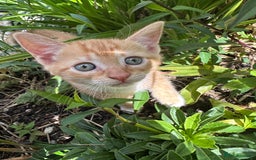 British Shorthair cats for sale: Female Ginger, Calico and Black and White - Image 5