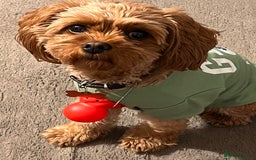 Cavapoo dogs for sale: Rehoming beautiful 4year old family (cavapoo) - Image 3