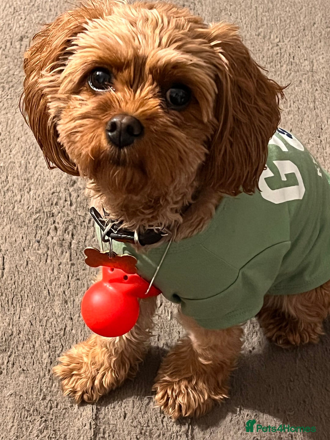 Cavapoo dogs for sale: Rehoming beautiful 4year old family (cavapoo) - Image 3