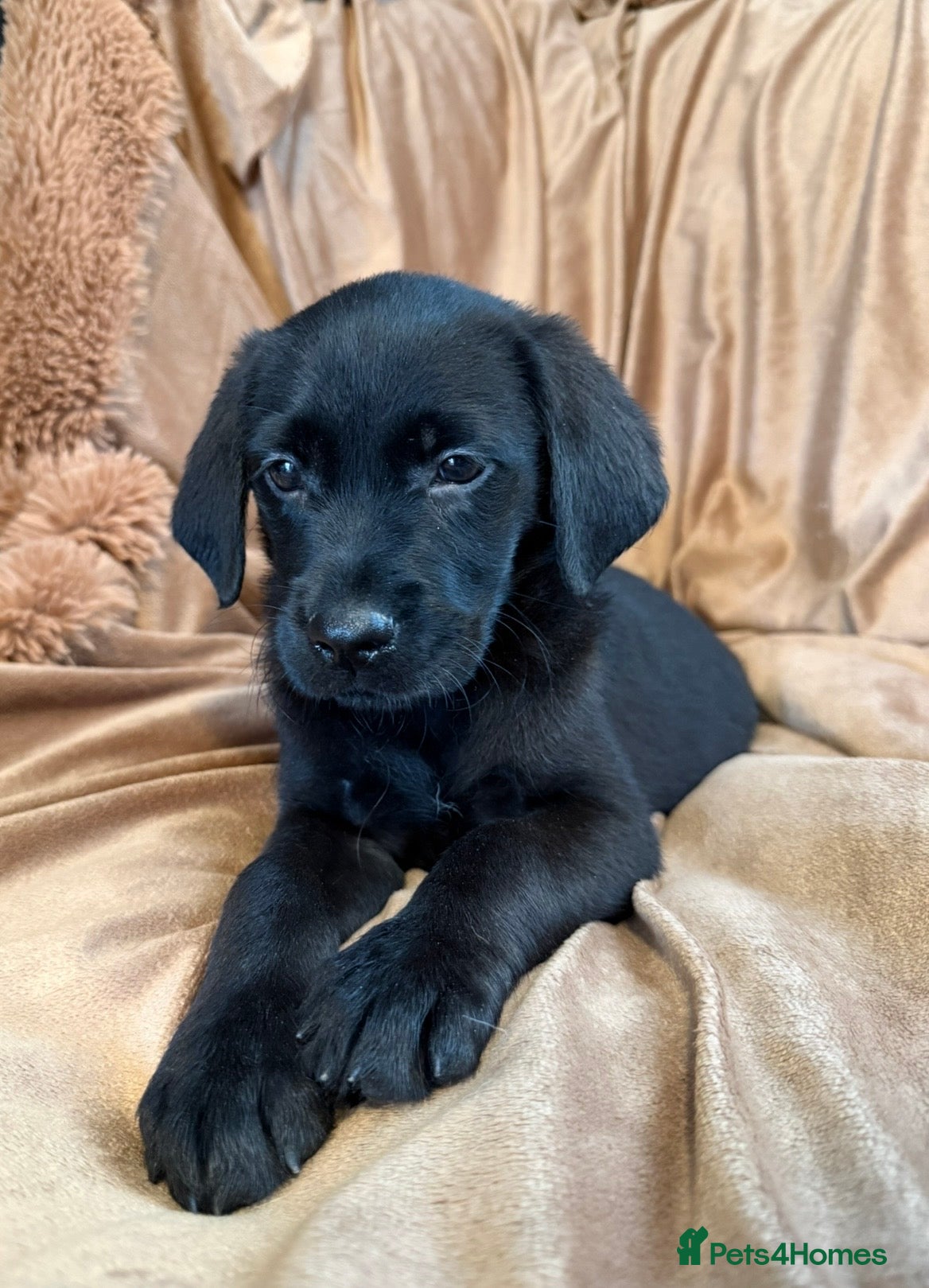 Goldador dogs Stunning black goldador puppies - Advert 6
