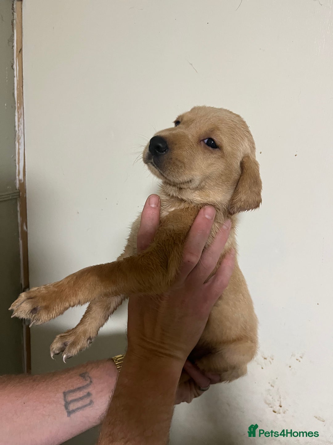 Labrador Retriever dogs for sale: 7 Labrador Puppies - Image 10