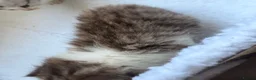 Persian cats for sale: Adorable Persian chinchilla mixed kittens  in Luton - Advert 12