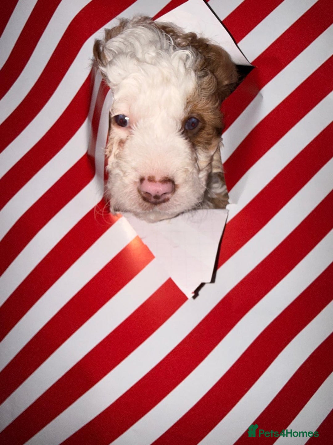 Cavapoo dogs for sale: 2 Male 2 Female unique colours Cavapoo’s - Advert 8