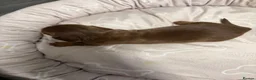 Miniature Dachshund dogs for sale: Long haired dachshund puppies - Advert 9