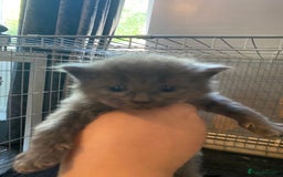 Mixed Breed cats for sale: 3 kittens - Image 3
