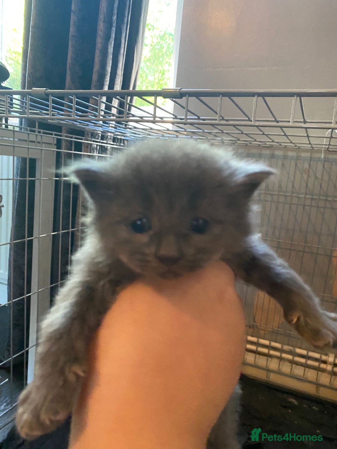 Mixed Breed cats for sale: 3 kittens - Image 3
