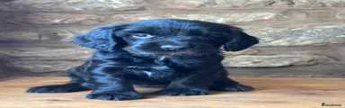 Cocker Spaniel 2