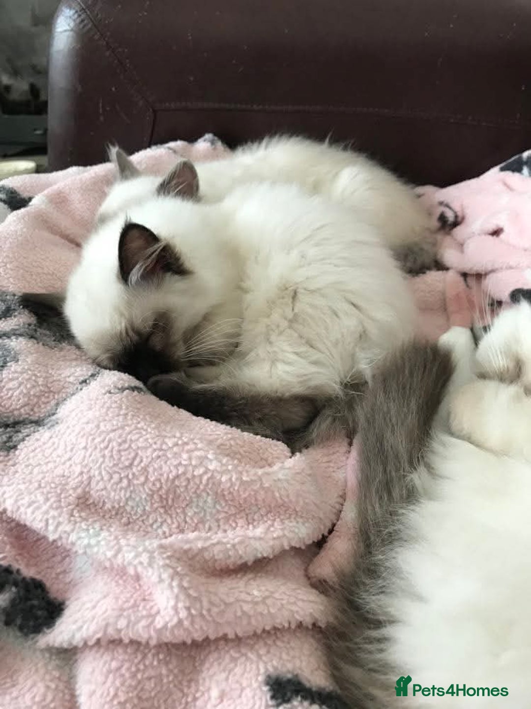 Ragdoll cats for sale: GCCF ragdoll seal point girl - Image 9