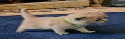 British Shorthair cats for sale: GORGEOUS BRITISH SHORTHAIR KITTENS - Advert 13