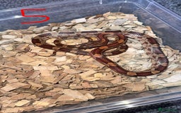 Corn Snake reptiles for sale: Corn snake  - Image 5