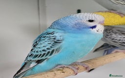 Budgerigars birds for sale: Gorgeous Baby Budgies ready now!!! - Image 5