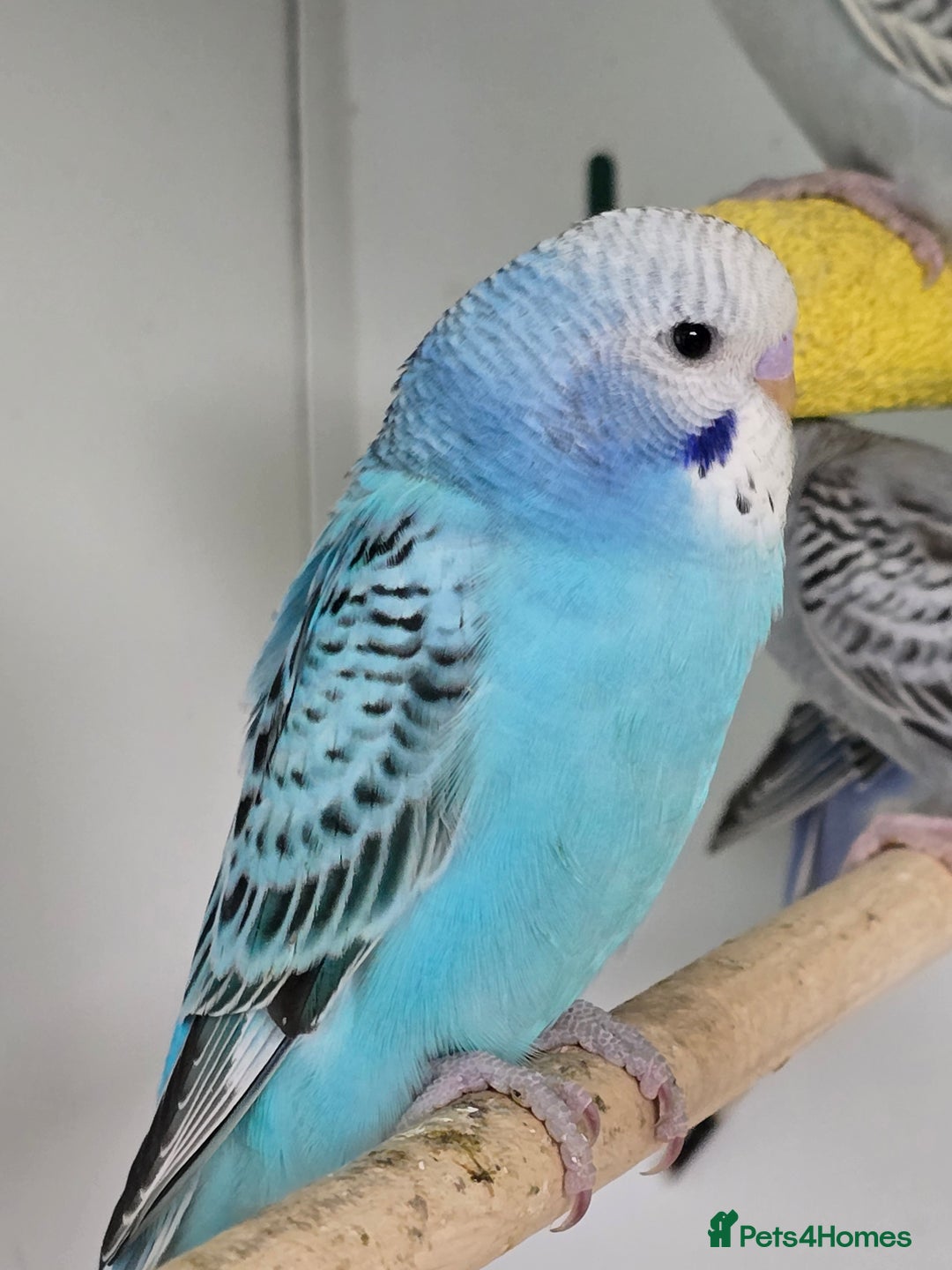 Budgerigars birds for sale: Gorgeous Baby Budgies ready now!!! - Image 5