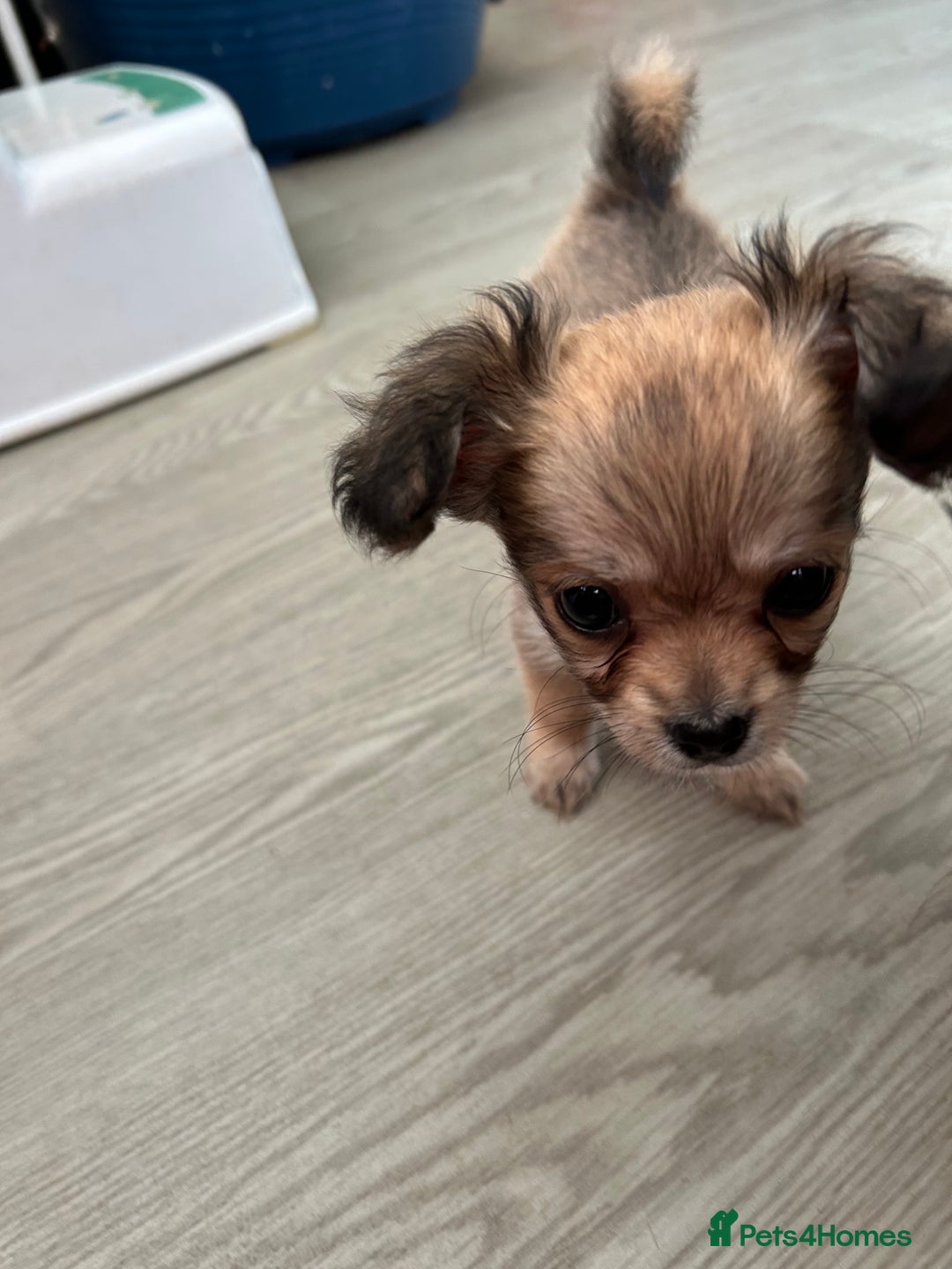 Chipoo dogs for sale: Chihuahua/poodle chipo girls - Image 13