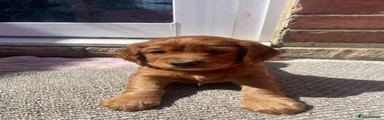 Cocker Spaniel 4