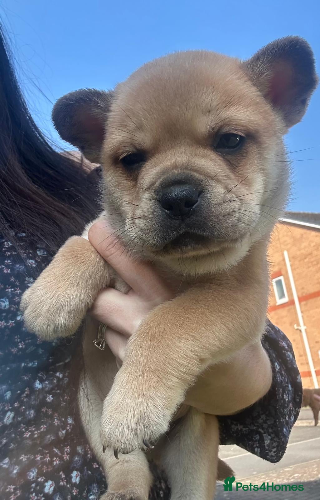 Mixed Breed dogs ** BEAR COAT FRENCHIES ** - Advert 10