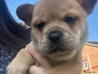 Mixed Breed dogs ** BEAR COAT FRENCHIES ** - Advert 10