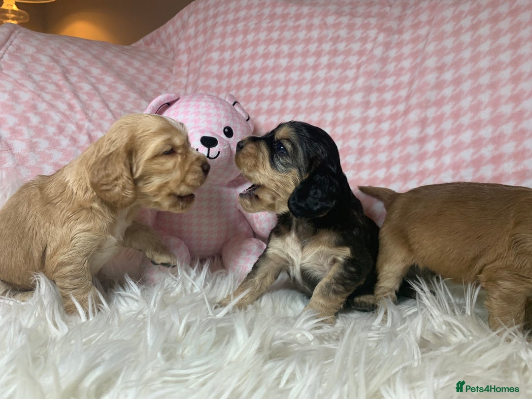 Cocker Spaniel dogs for sale: Show type cocker spaniel puppy’s PRA Clear  - Advert 9