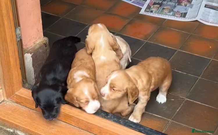 Sprocker dogs - Advert 6