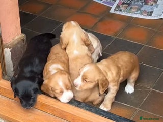 Sprocker dogs - Advert 4