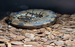 Python Snake reptiles for sale: snake for sale, £250 (including vivarium) - Image 5