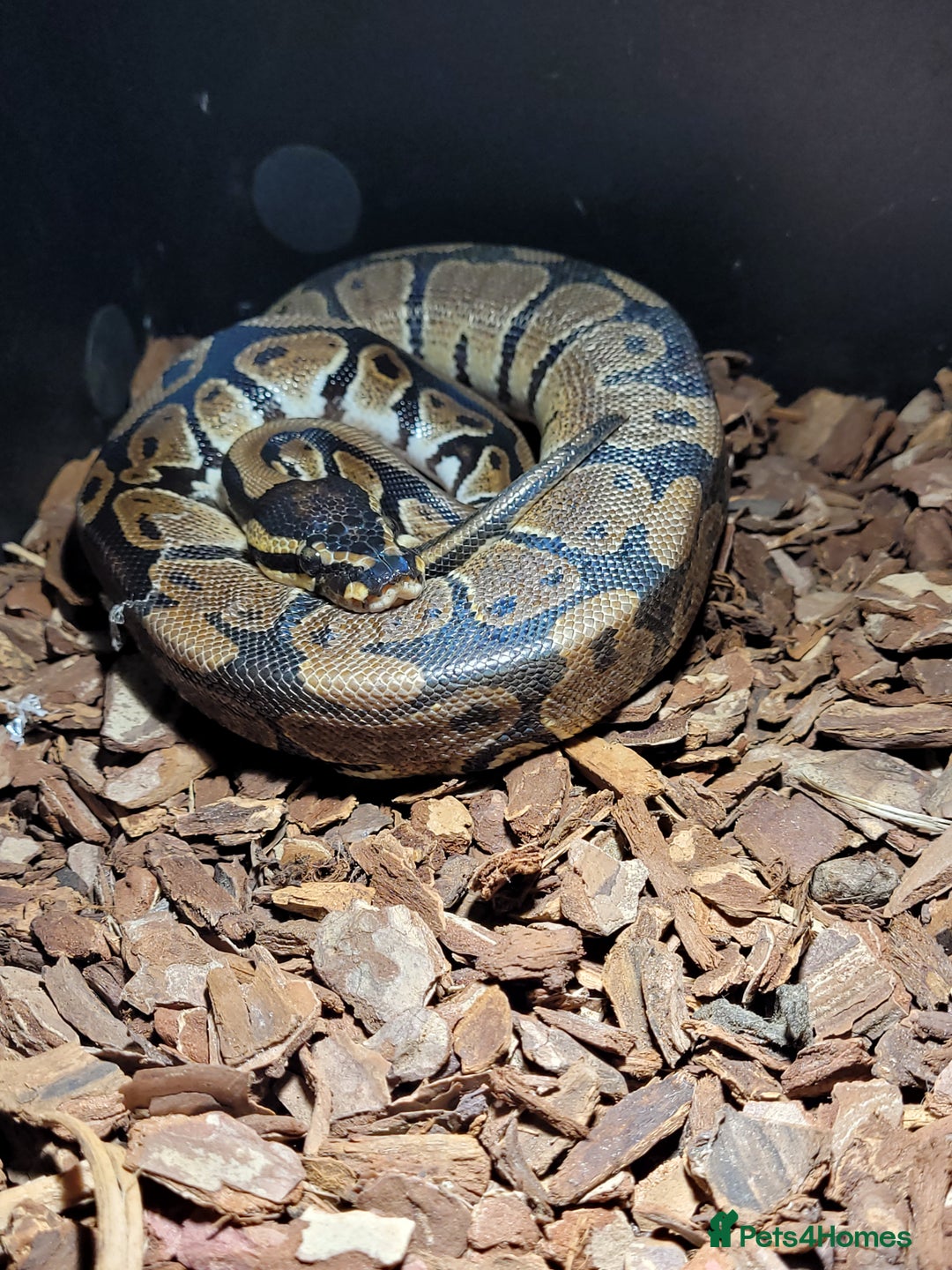 Python Snake reptiles for sale: snake for sale, £250 (including vivarium) - Image 5