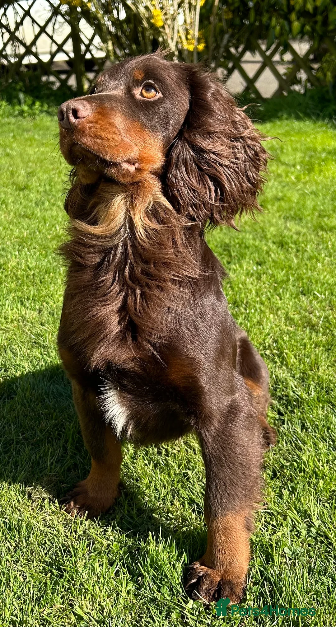Cocker Spaniel dogs for stud: KC Working Cocker Spaniel Health tested in Ludlow - Advert 7