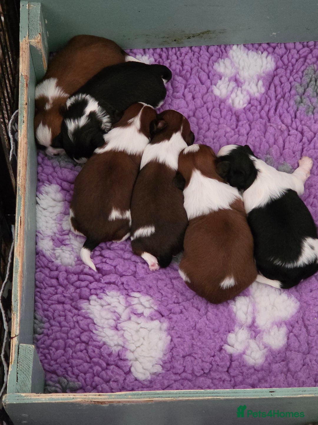 Shih Tzu dogs for sale:  Quality Shih tzu puppys  - Advert 2