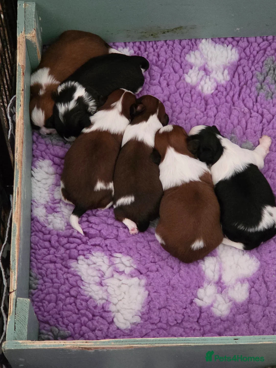 Shih Tzu dogs for sale:  Quality Shih tzu puppys  - Advert 2