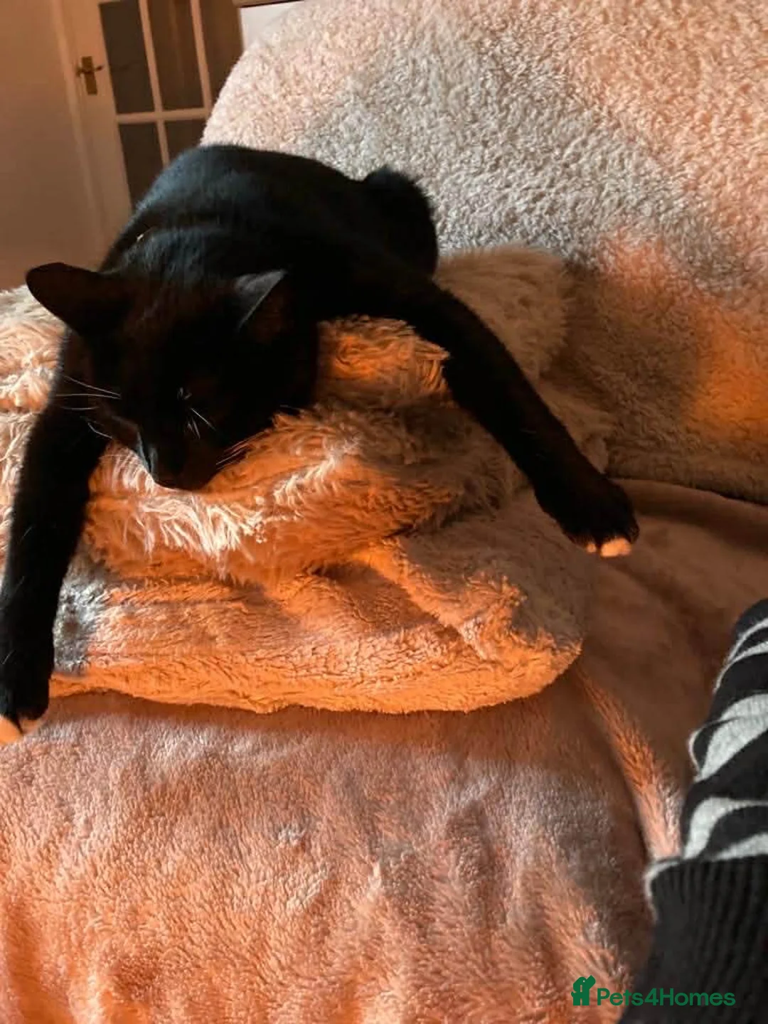 British Shorthair cats for sale: Cat for rehoming - Advert 4