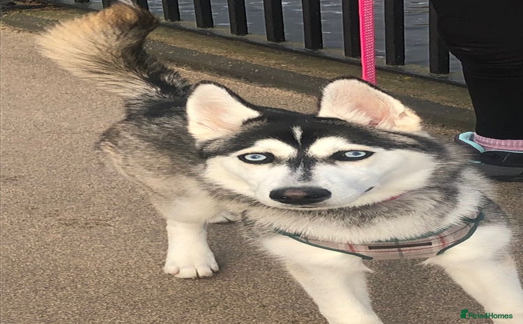 Siberian Husky dogs - Advert 1