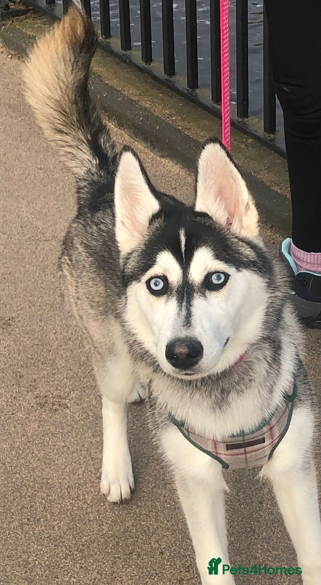 Siberian Husky dogs for sale: Beautiful Female Husky  - Image 1