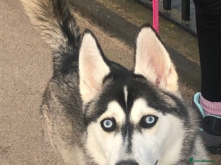 Siberian Husky dogs - Advert 8