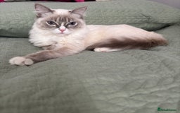 Ragdoll cats for sale: Beautiful 7 month Ragdoll - Image 6