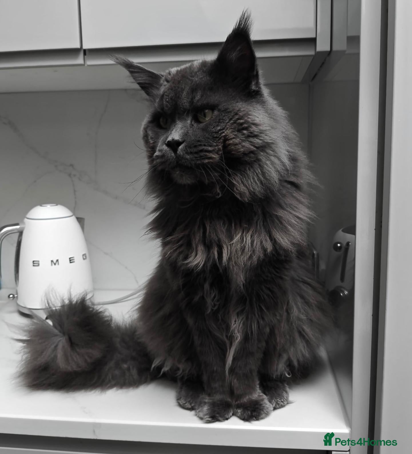 Maine Coon cats Tica Registered 5 Russian Mainecoon  - Advert 2