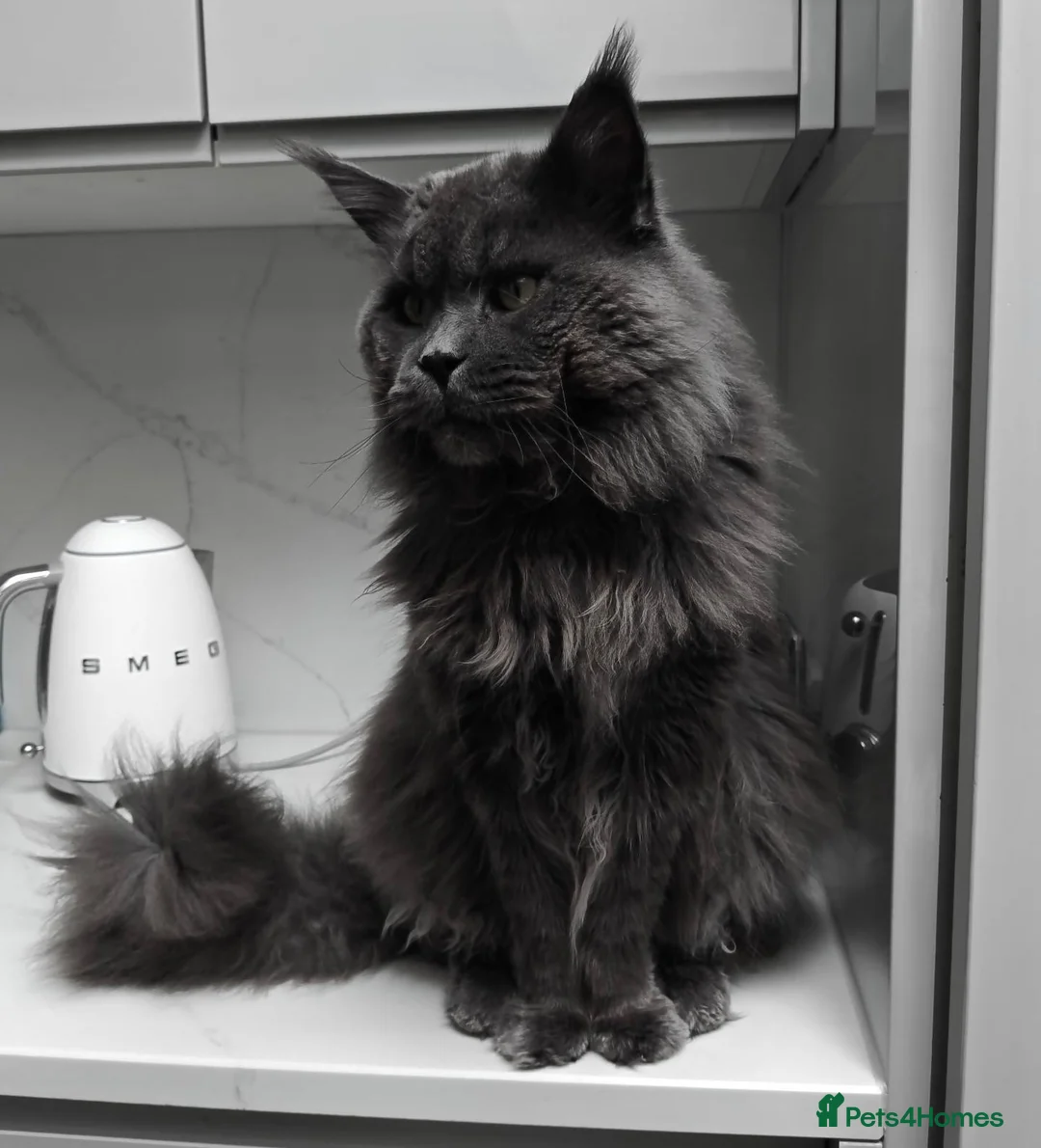 Maine Coon cats for sale: Tica Registered 5 Russian Mainecoon  - Advert 2