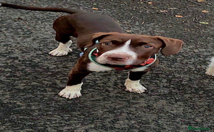 Mixed Breed dogs Rehome  - Advert 1