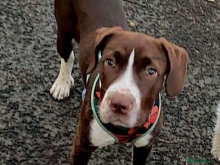 Mixed Breed dogs Rehome - Advert 1
