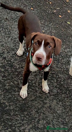 Mixed Breed dogs Rehome - Advert 1