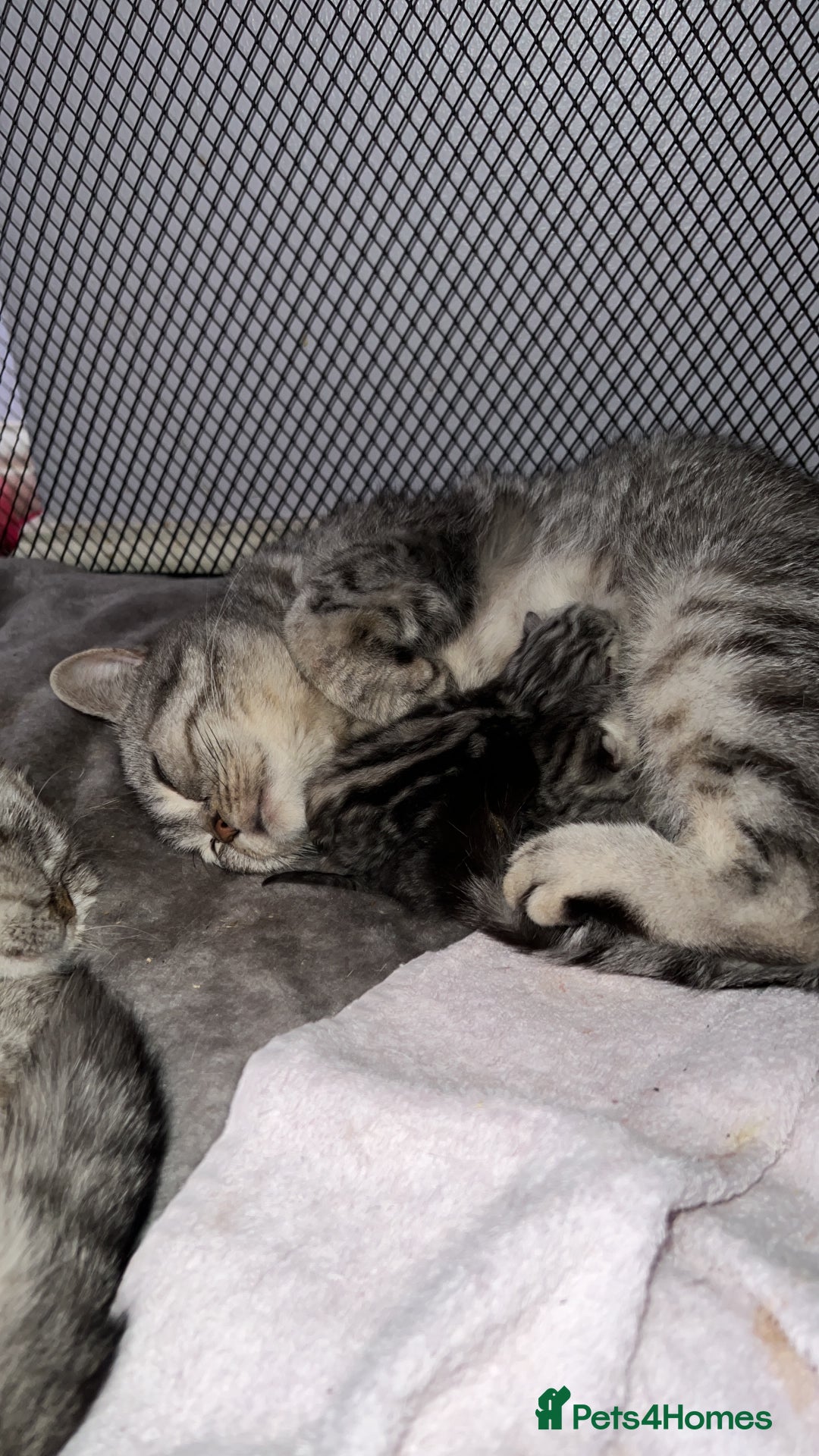 British Shorthair cats for sale: Silver British shorthair kittens  - Advert 4