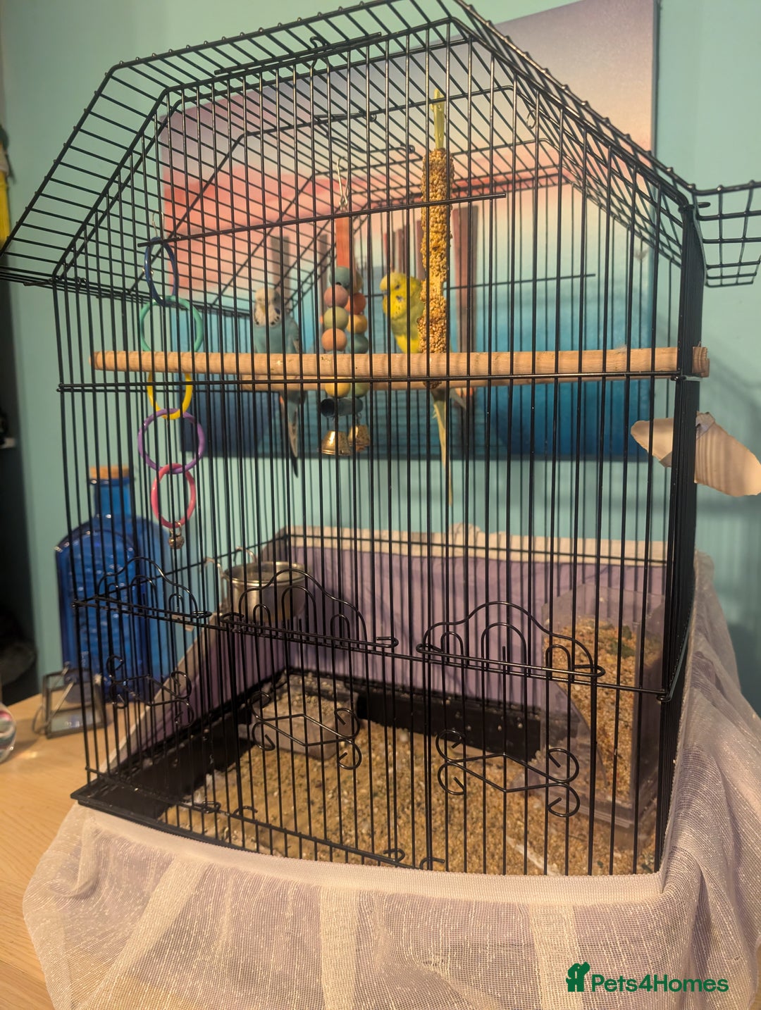 Budgerigars birds for sale: Male & Female pair of budgies  - Advert 3