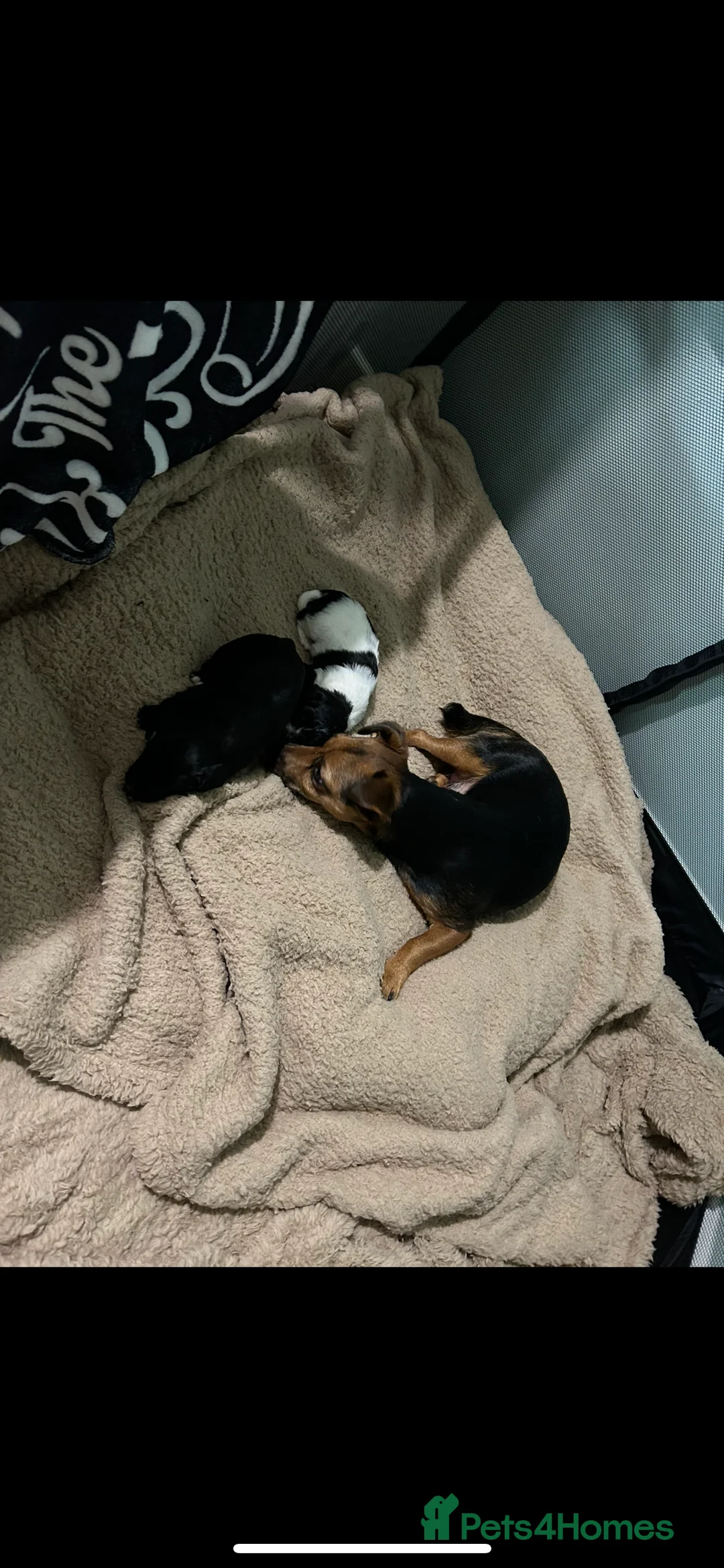 Mixed Breed dogs for sale: Jackapoo puppies for sale - Advert 6