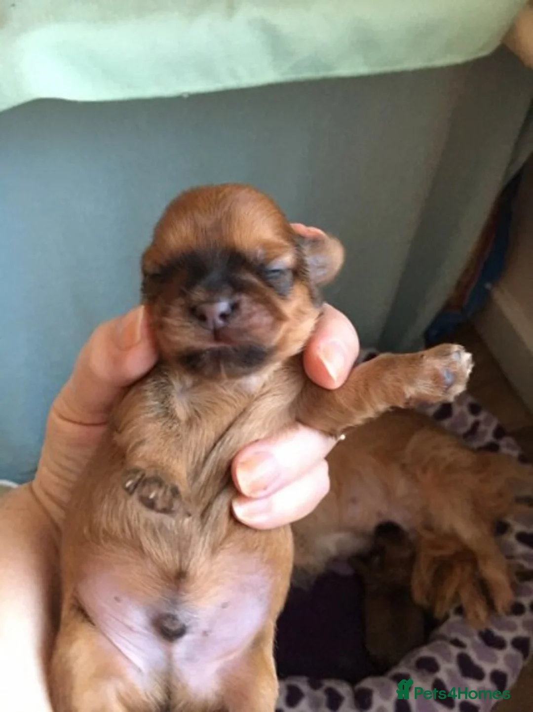 Shih Tzu dogs for stud: Shih tzu stud (Proven) not for sale in Glasgow - Advert 17