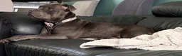 Staffordshire Bull Terrier dogs for sale: Staffie Puppies - blue & brindle in Ellesmere Port - Advert 4