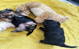Yorkshire Terrier dogs for sale: Tiny Yorkshire Terrier ( 1 boy and 2girls 🐶🐶) - Image 13