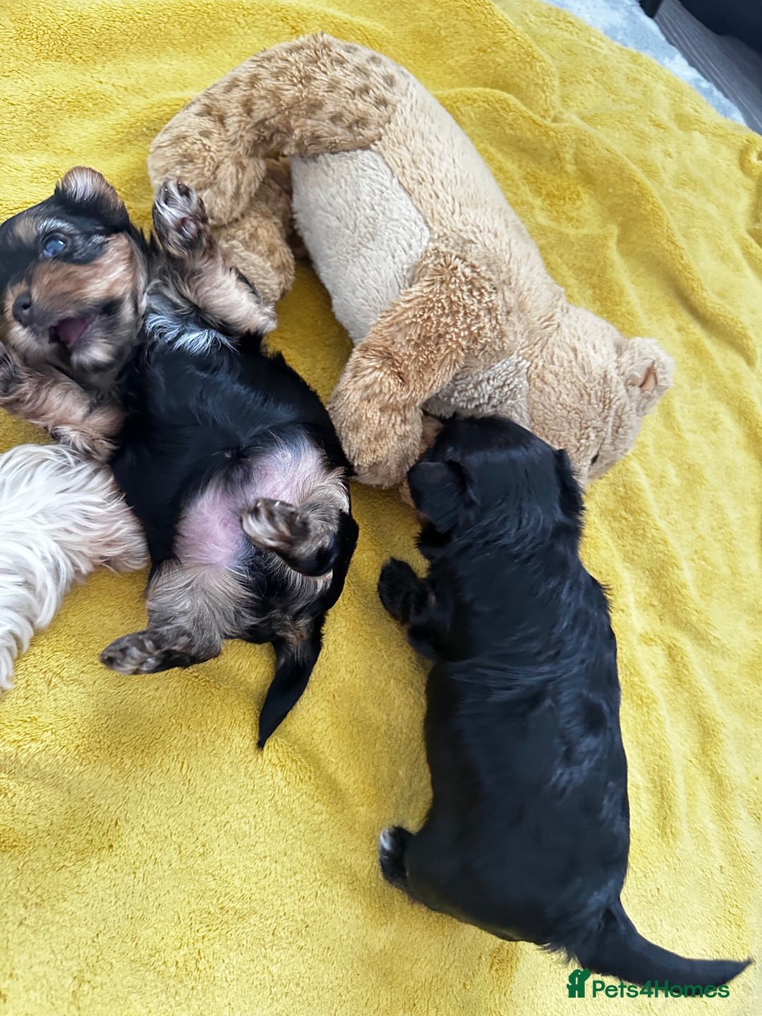 Yorkshire Terrier dogs for sale: Tiny Yorkshire Terrier ( 1 boy and 2girls 🐶🐶) - Image 13